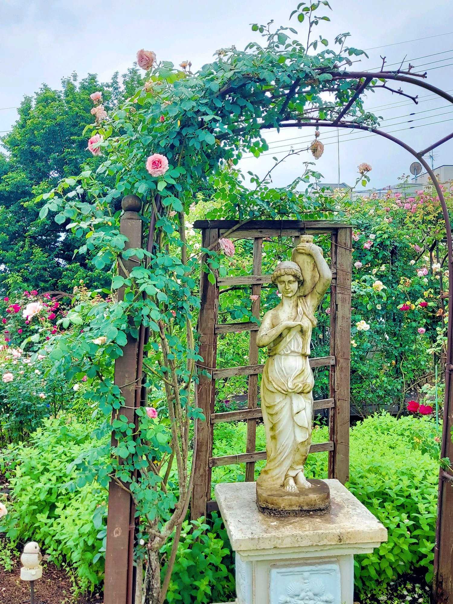 No.102 つくばローズガーデン2024年 ①風景｜🍀GreenSnap（グリーン