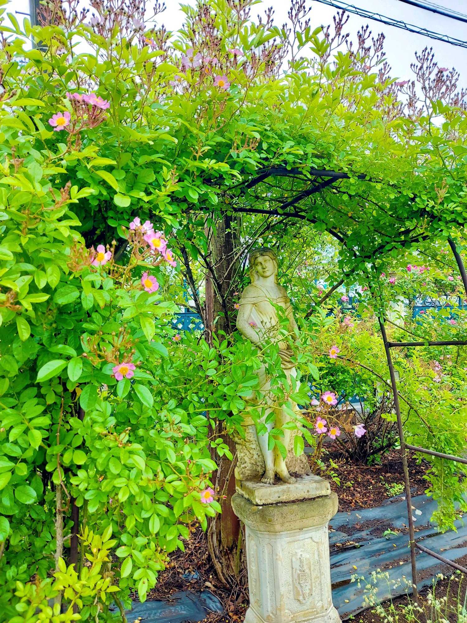 No.102 つくばローズガーデン2024年 ①風景｜🍀GreenSnap（グリーン