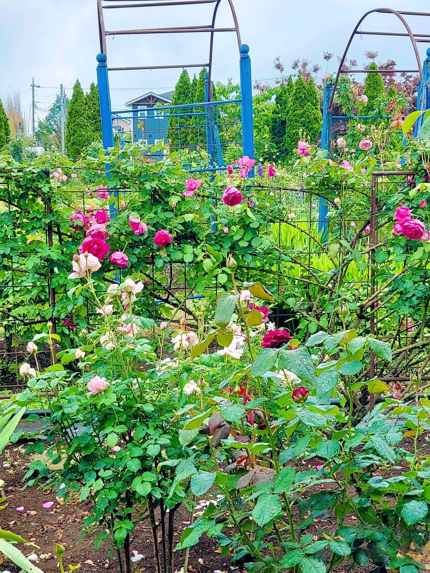 No.102 つくばローズガーデン2024年 ①風景｜🍀GreenSnap（グリーン