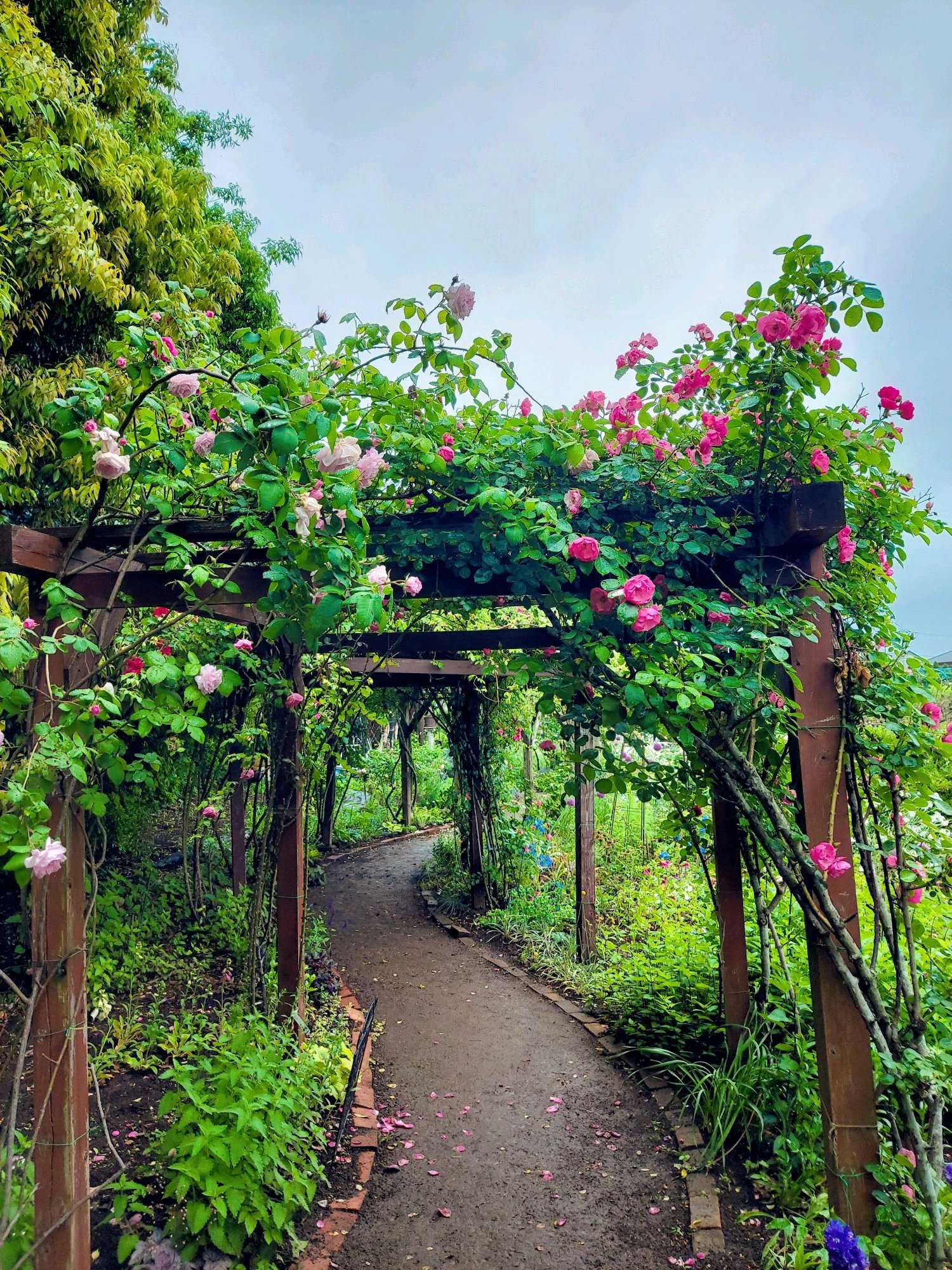 No.102 つくばローズガーデン2024年 ①風景｜🍀GreenSnap（グリーン