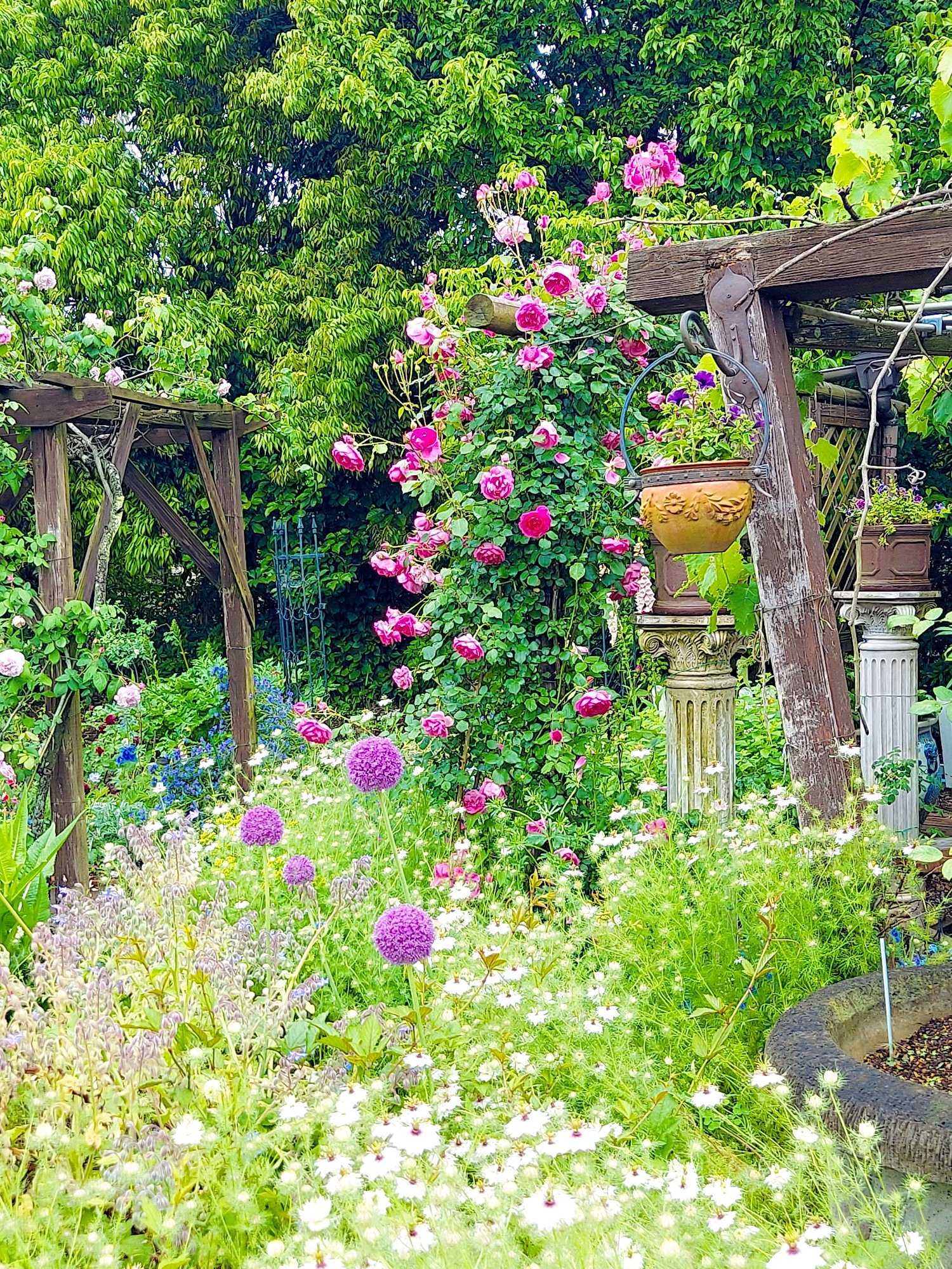 No.102 つくばローズガーデン2024年 ①風景｜🍀GreenSnap（グリーン