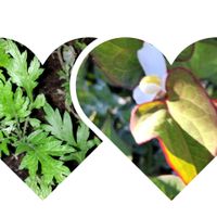 ドクダミ,ヨモギ,今日のお花,小さな物語,so・raの小さな物語の画像