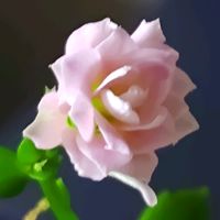 カランコエ,八重咲きカランコエ,いつもありがとう♡,花のある暮らし,ピンクワールドへ ようこその画像