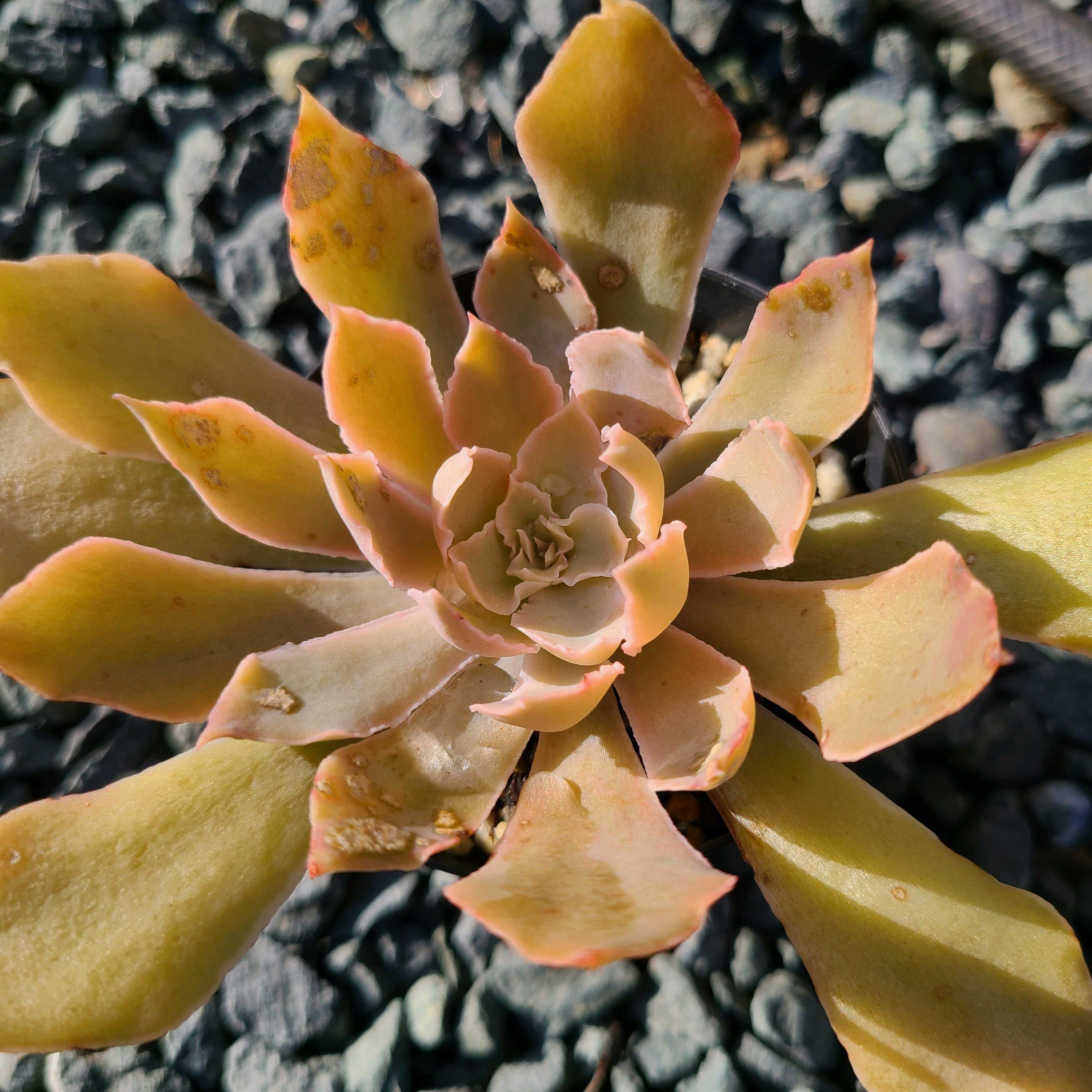 わたなべさま確認用