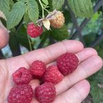 ラズベリー オータムブリスの一覧｜?GreenSnap（グリーンスナップ）
