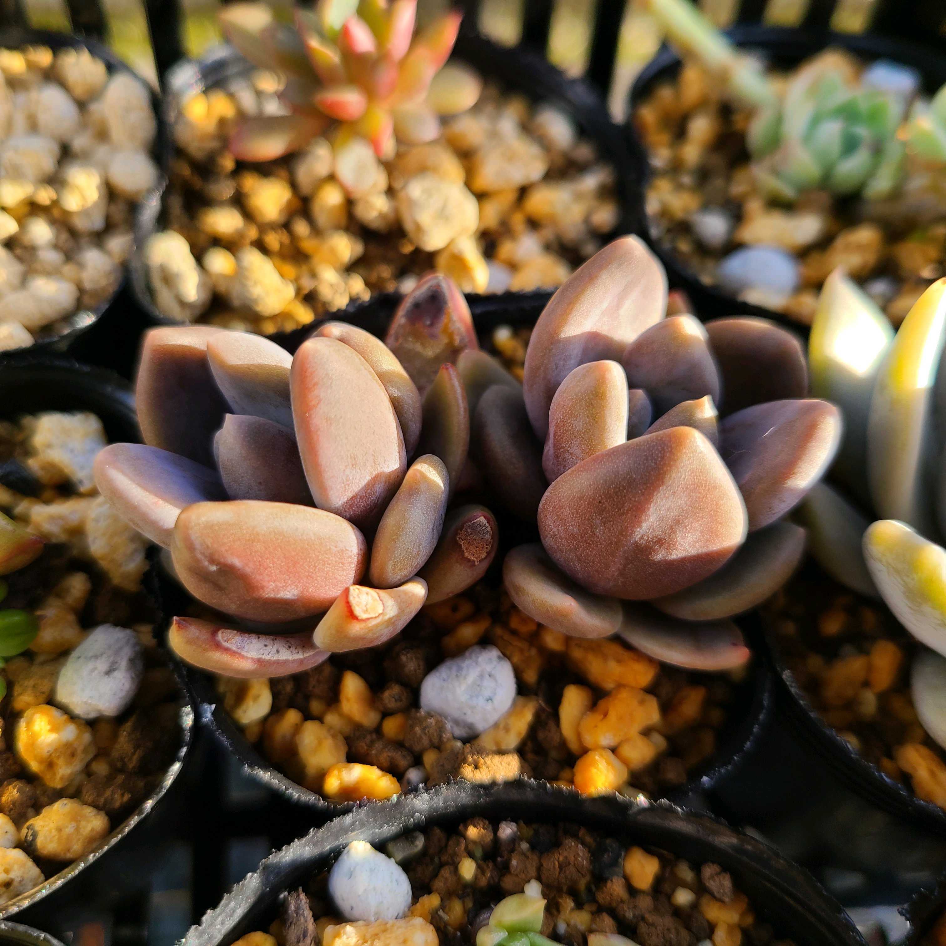 紫麗殿 の成長記録🤎💜｜🍀GreenSnap（グリーンスナップ）