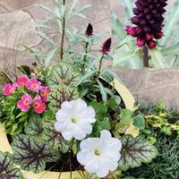 リシマキア,リシマキア ボジョレー,リシマキア・アトロプルプレア ‘ ボジョレー ’,寄せ植え,かわいいの画像