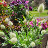 ラグラス,鉢植え,可愛い〜♡,一年草,花のある暮らしの画像