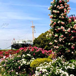 バラ,季節の花,お花に癒されて,ガーデンネックレス横浜2024コンテスト,はなみるスポット横浜フォトコンの画像