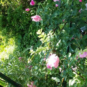 花のワルツ,我が家の薔薇♡,広い庭,テラスの画像