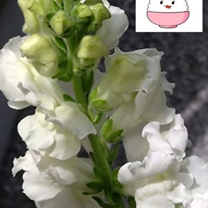 きんぎょそう,白い花,プランター栽培,切り花用,家庭園芸の画像