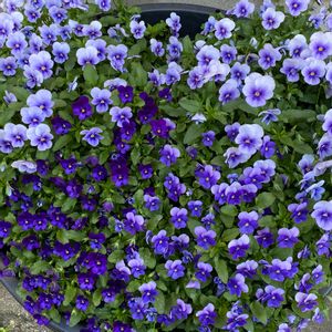 パンジー,ビオラ,寄せ植え,紫の花,植木鉢の画像