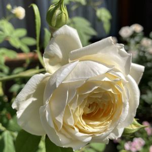 バラ クレアオースチン,DAの薔薇,鉢植え,白い花,我が家のバラの画像