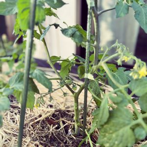 ミニトマト,無農薬,プランター栽培,ベジトラグ,家庭菜園の画像