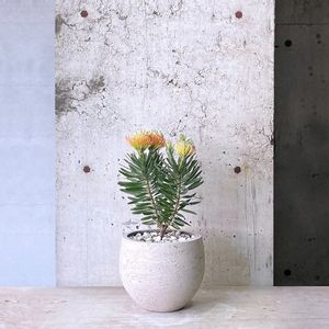 リューコスペルマム ソーシンシア,庭木,オージープランツ,green,植物のある暮らしの画像