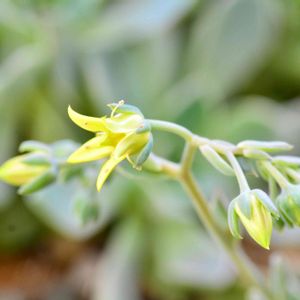 多肉植物,多肉寄せ植え,エケベリア属,多肉花芽,初開花の画像