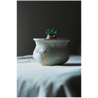 オトンナ・カカリオイデス,ぼくモル鉢,ぼくモル ポタリー,多肉植物,陶器の画像
