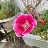 ゴデチアの画像