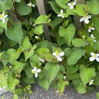 ドクダミの画像