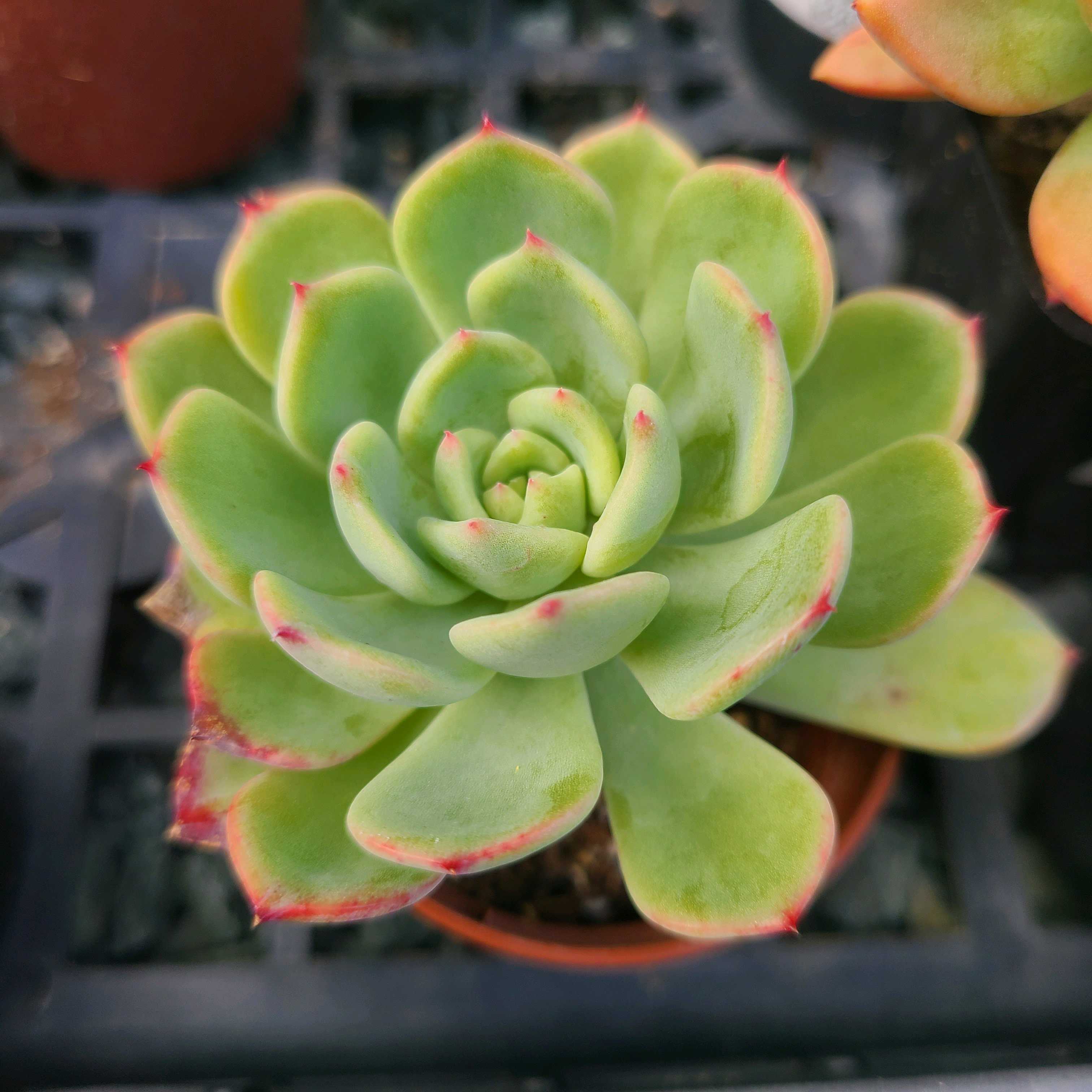 アガボイデス サーモンの成長記録✨💕｜🍀GreenSnap（グリーンスナップ）