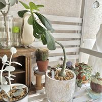 アデニウム,植え替え,塊根植物,窓際,植物棚の画像