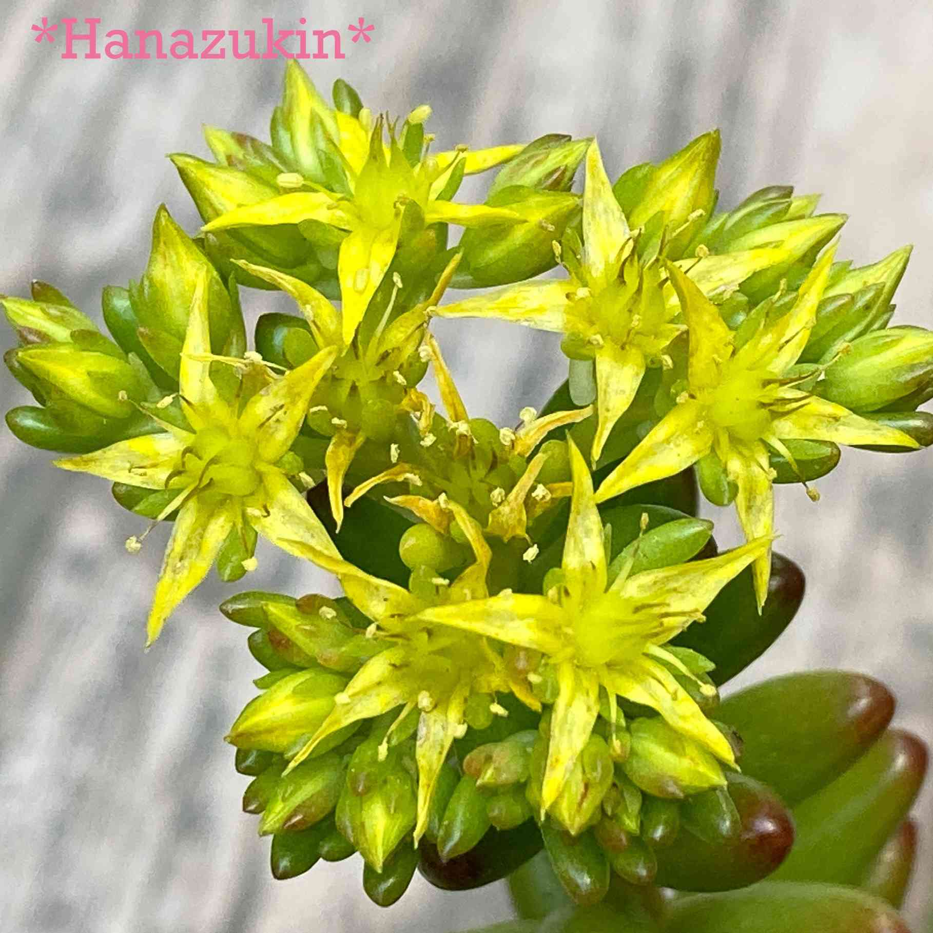 多肉植物の投稿画像 by はなずきんさん｜虹の玉とはなずきん寄せ植えと