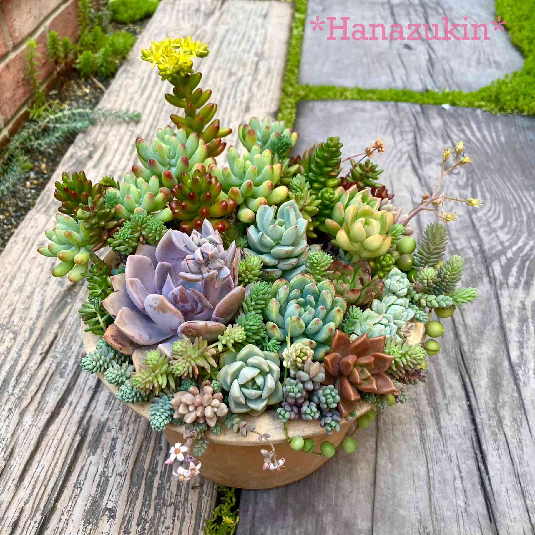 多肉植物の投稿画像 by はなずきんさん｜虹の玉とはなずきん寄せ植えと