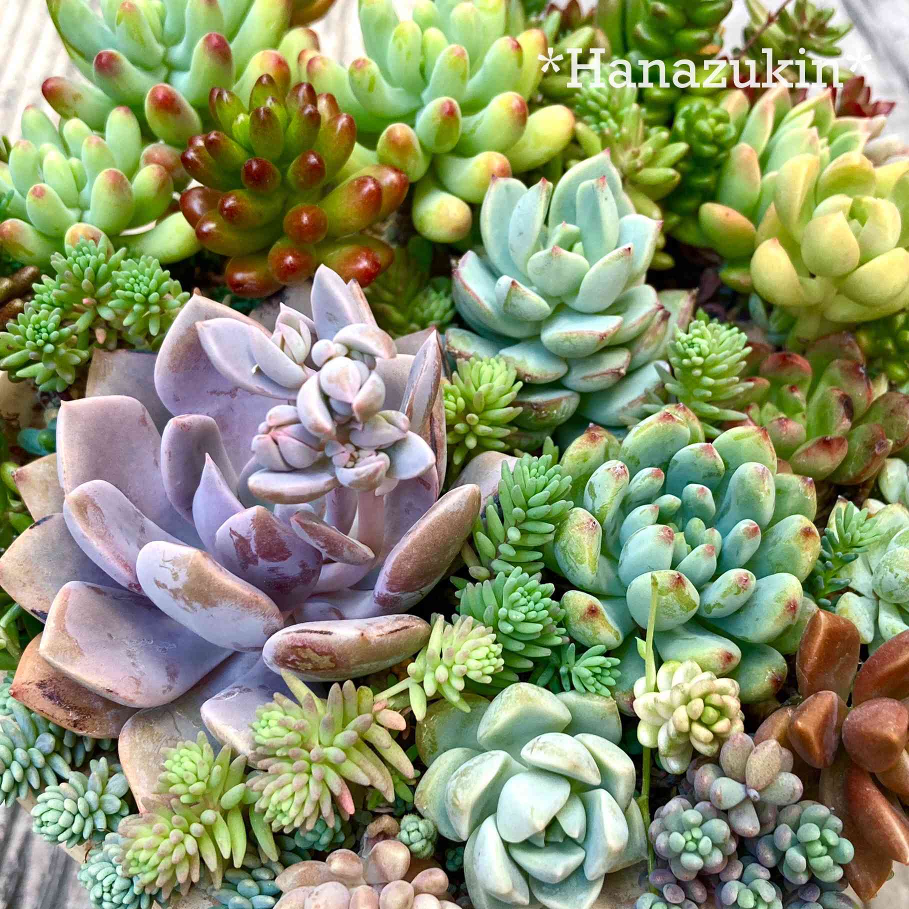 多肉植物の投稿画像 by はなずきんさん｜虹の玉とはなずきん寄せ植えと
