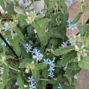 ブルースター,オキシペタラム ブルースター,ブルーの花,楽しみ〜,鉢植えのお花の画像