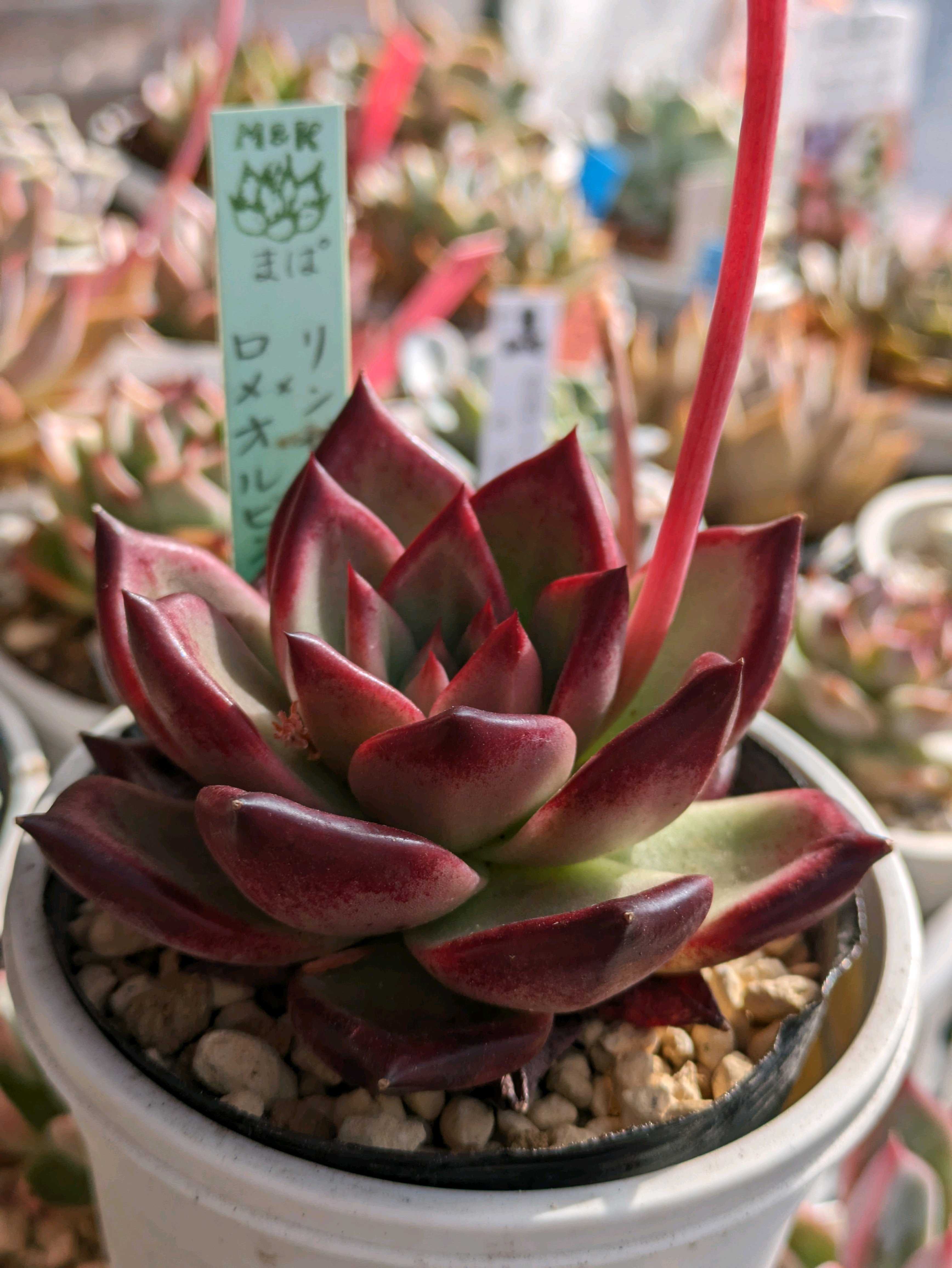 まぱさん苗 リンゼアナ✖ロメオルビン｜🍀GreenSnap（グリーン