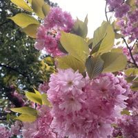 サクラ,八重桜,さくら サクラ 桜,近所の公園,夕方の画像