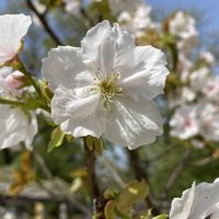 サクラ,さくら サクラ 桜,サクラ 有明,サクラ アリアケ,関東有明 桜の画像