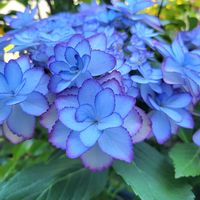 アジサイ,ブルーの花,花のある暮らし,植物のある暮らし,花が好きの画像
