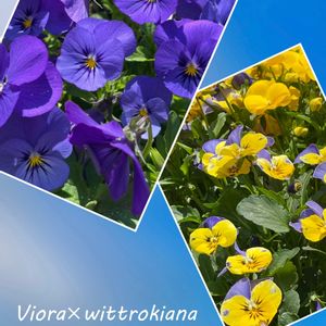 山野草,紫の花,青空,花のある暮らし,北海道の画像
