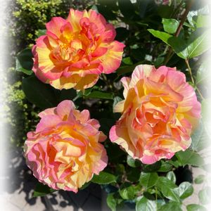 ラ・パリジェンヌ,デルバール,花のある暮らし,GSのみなさんに感謝♡,バラのある暮らしの画像