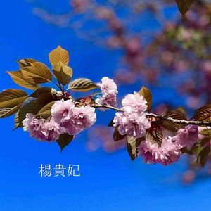 ピンクの花,青空,アガベ属,北海道,多肉女子の画像