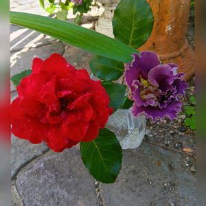 アイリス,花のある暮らし,花瓶の花,真っ赤の薔薇,おうち園芸の画像