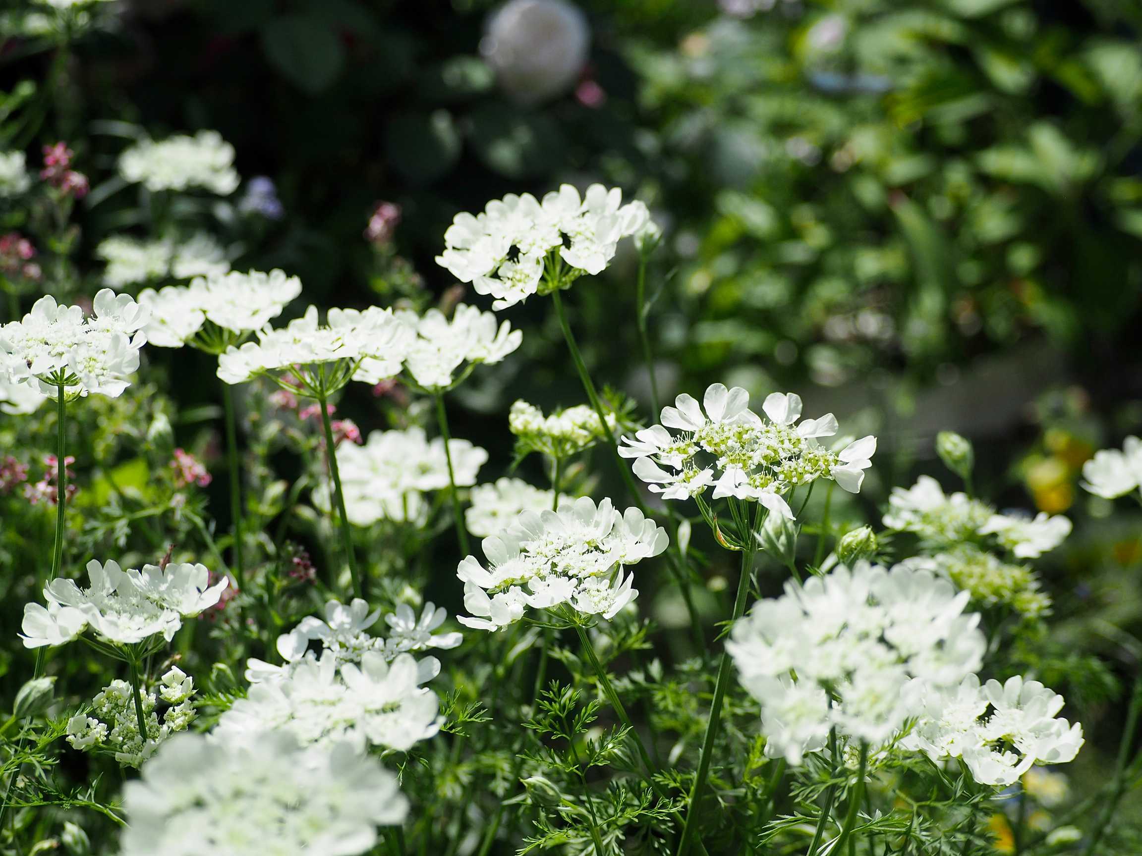 nyacoさんの第2ガーデン『j/w garden』に行ってきました🥰2024.5.17