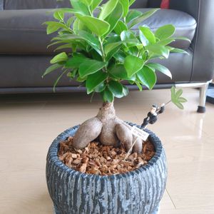 ガジュマル,観葉植物,塊根植物,成長記録,コーデックスの画像