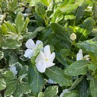 ニチニチソウの画像