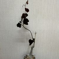 アデニア ステイローサ,多肉植物,観葉植物,塊根植物,コーデックスの画像