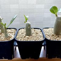 アデニウム,アデニウム,アデニウム オベスム,観葉植物,塊根植物の画像