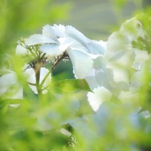 散歩,花壇,花いろいろ,ガーデンネックレス横浜2024コンテスト,はなみるスポット横浜フォトコンの画像
