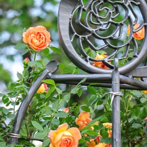 散歩,花壇,花いろいろ,ばら バラ 薔薇,ガーデンネックレス横浜2024コンテストの画像