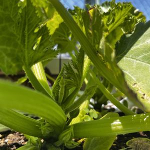 ズッキーニ,ズッキーニ,初心者,夏野菜,多肉花芽の画像