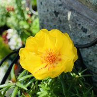 マツバボタン,黄色い花,八重咲き,花のある暮らし,おうち園芸の画像