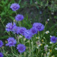 ヤグルマギク,✨噴水⛲️✨,観賞用,緑のある暮らし,青紫の花の画像