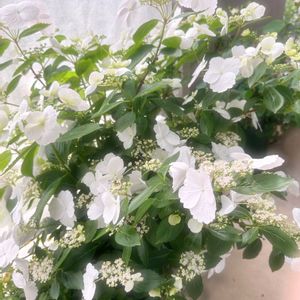 ラグランジア ブライダルシャワー,初心者,ベランダガーデニング,プランター,花が咲いたの画像