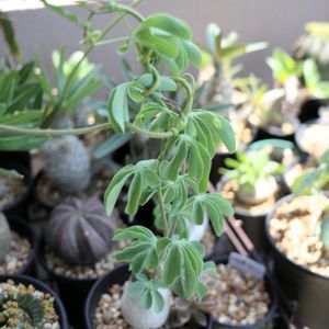 アデニア・グラウカ,多肉植物,観葉植物,塊根植物,塊根の画像