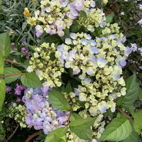 ラグランジア クリスタルヴェール2,開花,鉢花,PW,PW育てたの画像